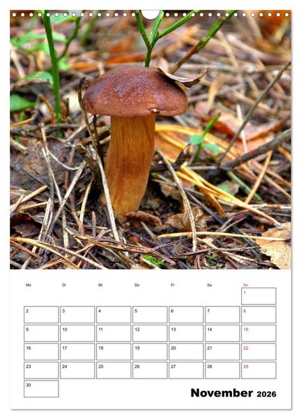 Produktbild: Heimische Waldpilze (Wandkalender 2026 DIN A3 hoch), CALVENDO Monatskalender