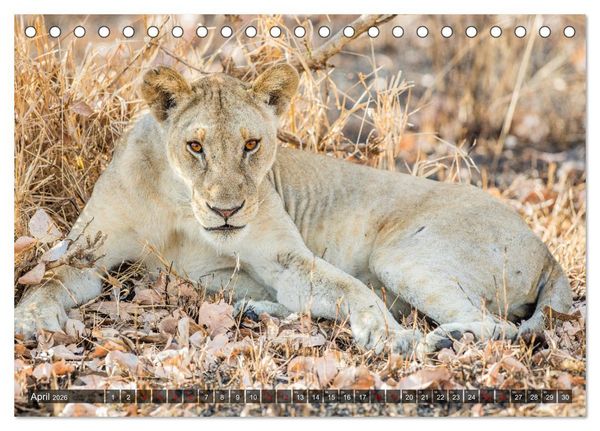 Produktbild: Safari in Tansania (Tischkalender 2026 DIN A5 quer), CALVENDO Monatskalender