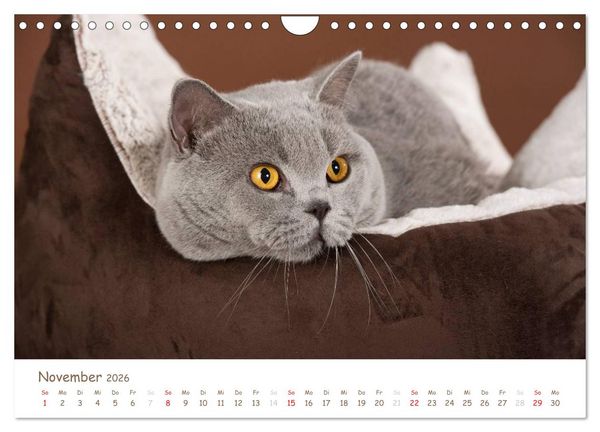 Produktbild: Die Britisch Kurzhaar (Wandkalender 2026 DIN A4 quer), CALVENDO Monatskalender