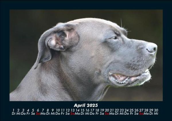 Produktbild: Hundezauber 2025 Fotokalender DIN A5
