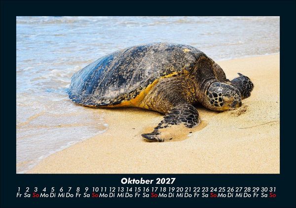 Produktbild: Schildkr&ouml;tenzauber 2027 Fotokalender DIN A5
