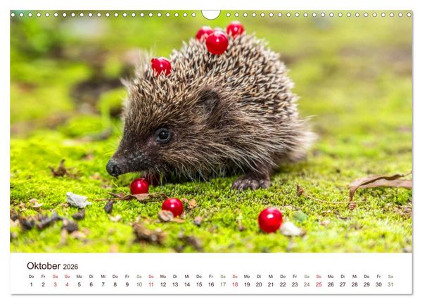 Produktbild: Igel 2026. Tierische Impressionen (Wandkalender 2026 DIN A3 quer), CALVENDO Monatskalender