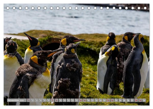 Produktbild: Einfach liebenswert diese Pinguine (Tischkalender 2026 DIN A5 quer), CALVENDO Monatskalender