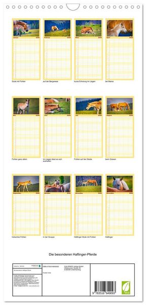 Produktbild: Familienplaner 2026 - Die besonderen Haflinger-Pferde mit 5 Spalten (Wandkalender, 21 x 45 cm) CALVENDO
