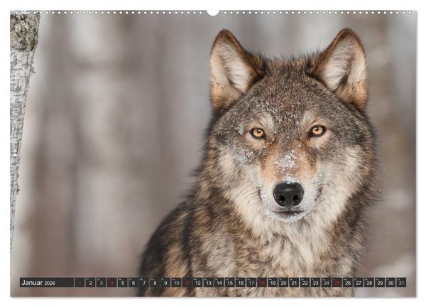Produktbild: W&ouml;lfe. Graue Eminenzen (hochwertiger Premium Wandkalender 2026 DIN A2 quer), Kunstdruck in Hochglanz