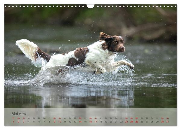 Produktbild: Der kleine M&uuml;nsterl&auml;nder (Wandkalender 2026 DIN A3 quer), CALVENDO Monatskalender