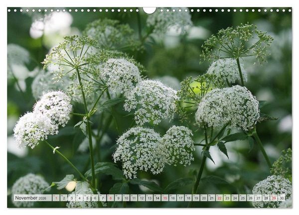 Produktbild: Bl&uuml;tentanz in Wei&szlig; (Wandkalender 2026 DIN A3 quer), CALVENDO Monatskalender