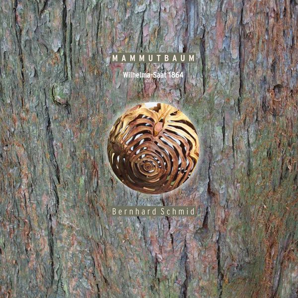 Produktbild: Mammutbaum