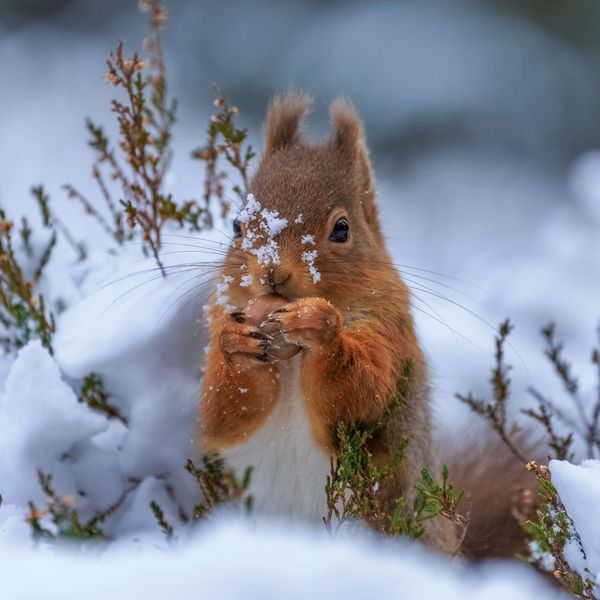 Produktbild: Eichh&ouml;rnchen / Squirrels 2027