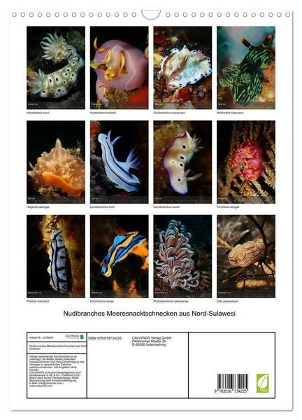 Produktbild: Nudibranches Meeresnacktschnecken aus Nord-Sulawesi (Wandkalender 2026 DIN A3 hoch), CALVENDO Monatskalender