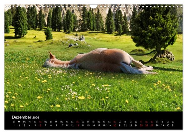 Produktbild: Wundersch&ouml;ne Haflingerwelt (Wandkalender 2026 DIN A3 quer), CALVENDO Monatskalender