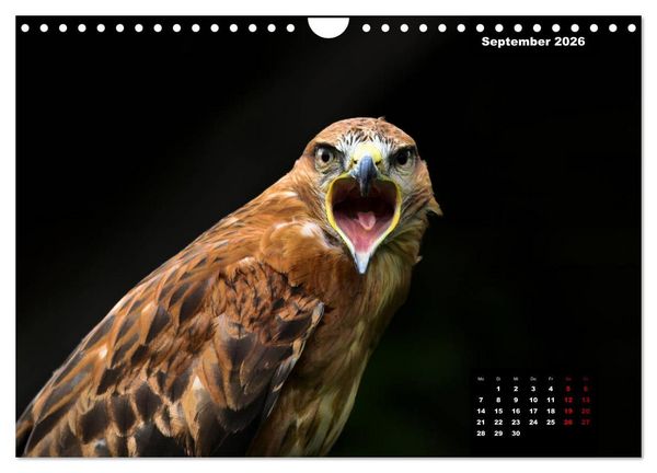 Produktbild: Greifv&ouml;gel - Herrscher der L&uuml;fte (Wandkalender 2026 DIN A4 quer), CALVENDO Monatskalender
