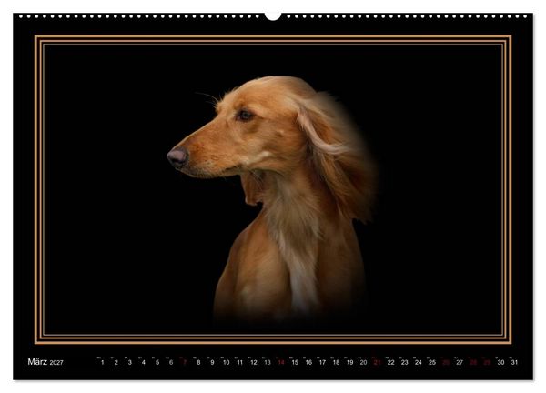 Produktbild: Saluki 2027 (Wandkalender 2027 DIN A2 quer), CALVENDO Monatskalender