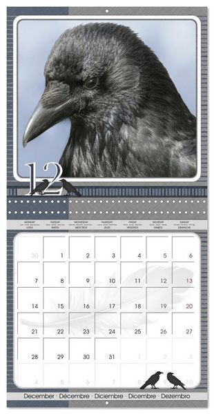 Produktbild: Saar, I: Crows. Portraits of Intelligence. Cleverly schedule