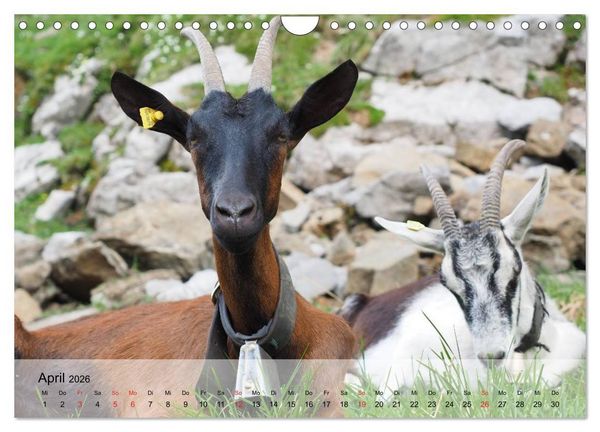 Produktbild: Ziegen. Kluge Freigeister (Wandkalender 2026 DIN A4 quer), CALVENDO Monatskalender