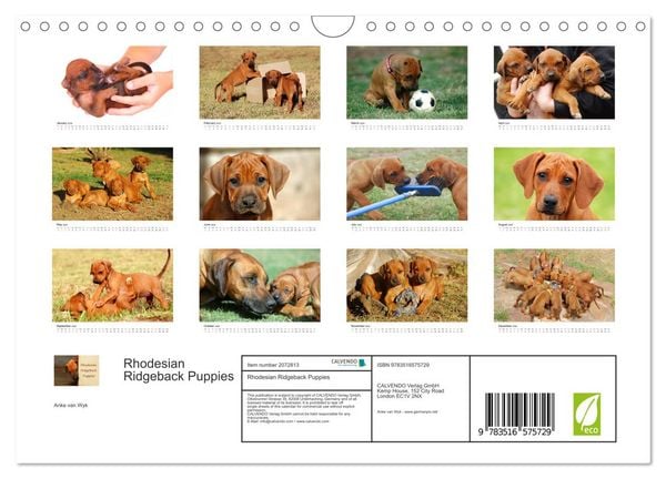 Produktbild: Rhodesian Ridgeback Puppies (Wall Calendar 2026 DIN A4 landscape), CALVENDO 12 Month Wall Calendar