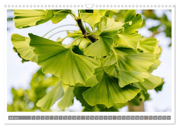 Produktbild: Mit Ginkgo biloba durch das Jahr (Wandkalender 2026 DIN A3 quer), CALVENDO Monatskalender