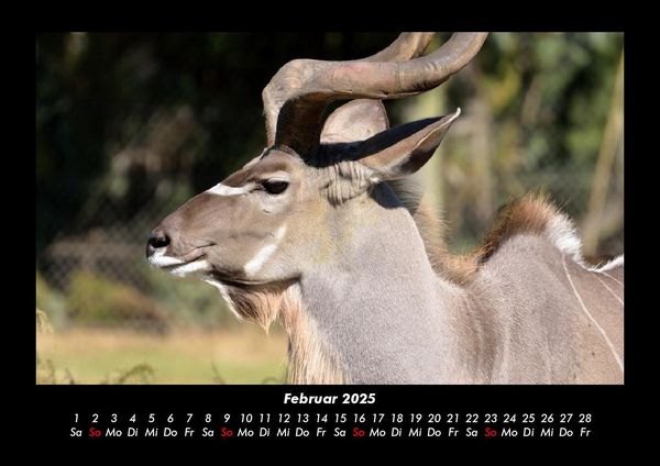 Produktbild: Tiere in der Wildnis 2025 Fotokalender DIN A3