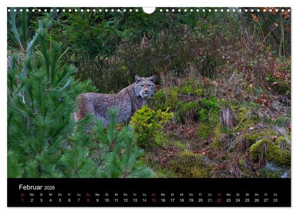 Produktbild: Der Luchs (Wandkalender 2026 DIN A3 quer), CALVENDO Monatskalender