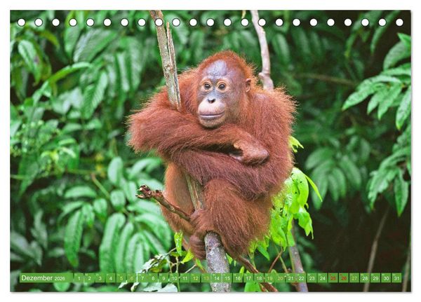 Produktbild: Leben im Dschungel: Der Regenwald ist ein Paradies f&uuml;r Tiere (Tischkalender 2026 DIN A5 quer), CALVENDO Monatskalender