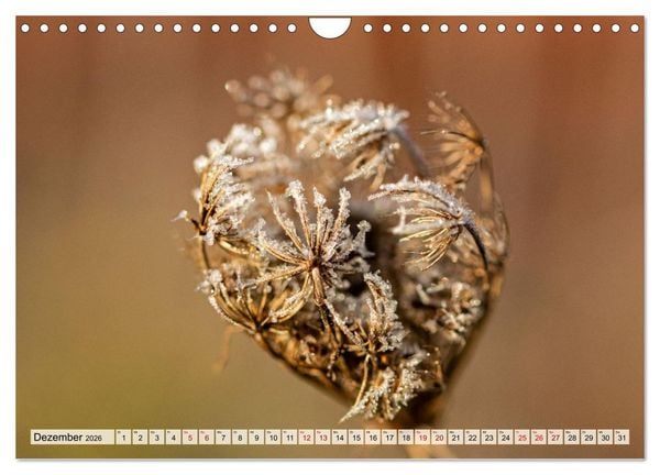 Produktbild: Mikrokosmos im Garten (Wandkalender 2026 DIN A4 quer), CALVENDO Monatskalender