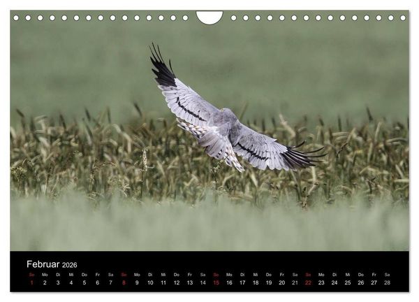Produktbild: Wiesenweihen in Deutschland (Wandkalender 2026 DIN A4 quer), CALVENDO Monatskalender