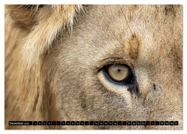 Produktbild: Komm mit auf Safari! Botswana und S&uuml;dafrika (Tischkalender 2026 DIN A5 quer), CALVENDO Monatskalender