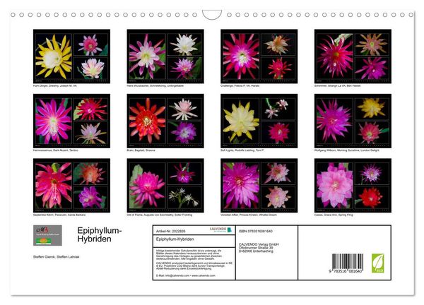 Produktbild: Epiphyllum-Hybriden (Wandkalender 2026 DIN A3 quer), CALVENDO Monatskalender