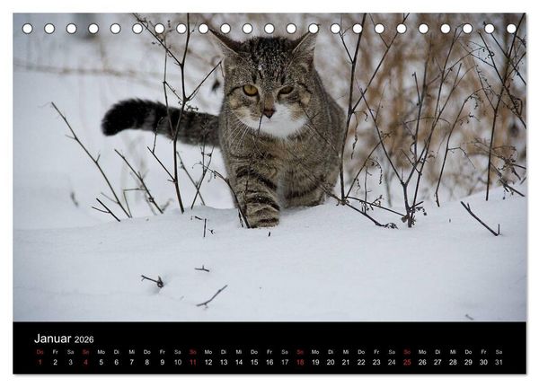 Produktbild: Haustiger - Ein Katzenkalender (Tischkalender 2026 DIN A5 quer), CALVENDO Monatskalender