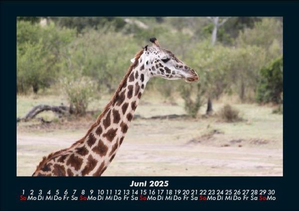 Produktbild: Giraffen 2025 Fotokalender DIN A5