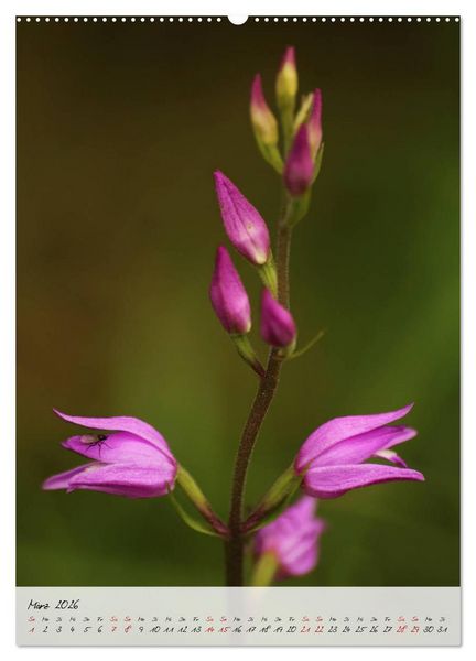 Produktbild: Florale Meisterwerke der Natur (hochwertiger Premium Wandkalender 2026 DIN A2 hoch), Kunstdruck in Hochglanz