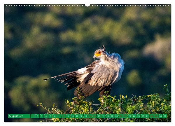 Produktbild: Greifv&ouml;gel - wild und sch&ouml;n (Wandkalender 2027 DIN A2 quer), CALVENDO Monatskalender