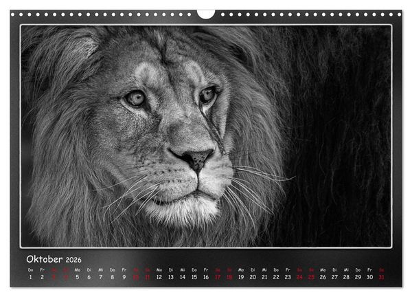 Produktbild: Tieren ins Gesicht geschaut (Wandkalender 2026 DIN A3 quer), CALVENDO Monatskalender