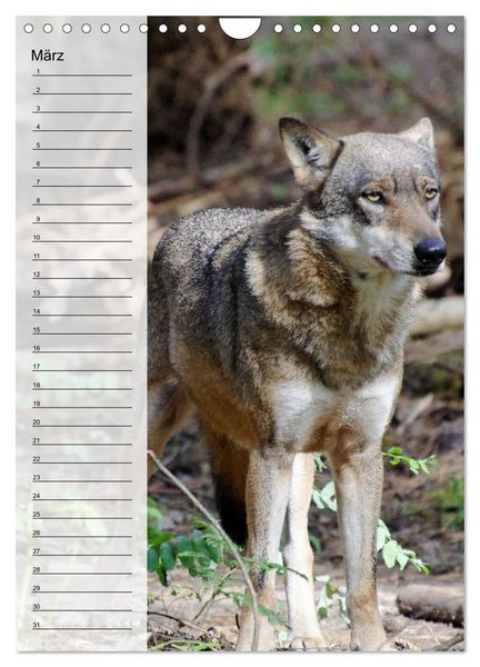 Produktbild: Der Wolf - Isegrim in den heimischen W&auml;ldern - Kalender 2026 (Wandkalender 2026 DIN A4 hoch), CALVENDO Monatskalender