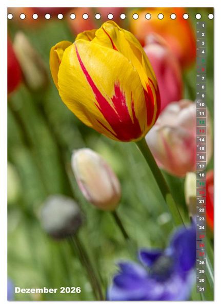 Produktbild: Tulpen - die Fr&uuml;hlingsblume (Tischkalender 2026 DIN A5 hoch), CALVENDO Monatskalender