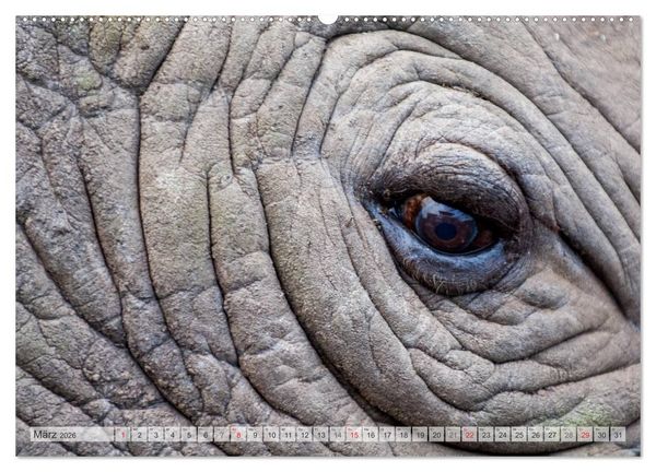 Produktbild: Emotionale Momente: Afrika Wildlife Part 2 / CH-Version (Wandkalender 2026 DIN A2 quer), CALVENDO Monatskalender