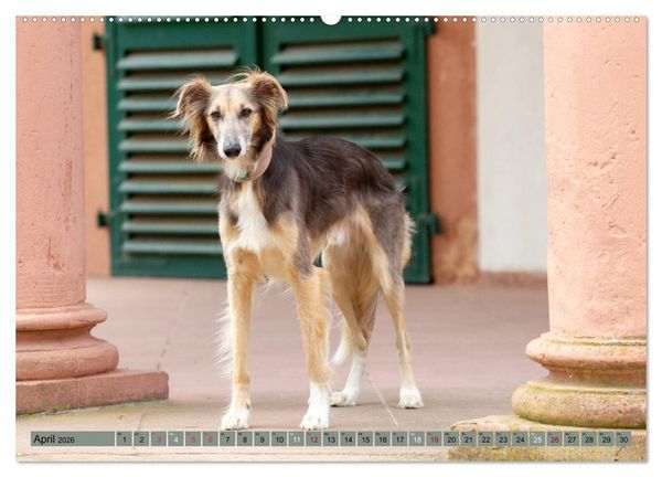 Produktbild: Elegante Silken Windsprite (Wandkalender 2026 DIN A2 quer), CALVENDO Monatskalender