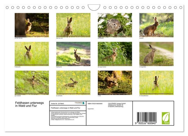 Produktbild: Feldhasen unterwegs in Wald und Flur (Wandkalender 2026 DIN A4 quer), CALVENDO Monatskalender