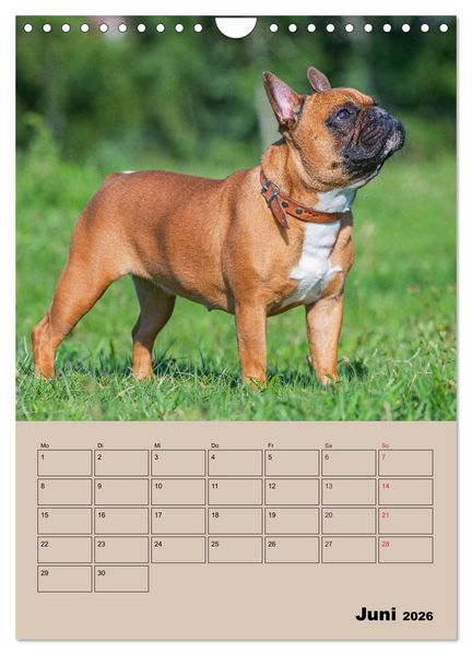 Produktbild: Jahresplaner Franz&ouml;sische Bulldogge (Wandkalender 2026 DIN A4 hoch), CALVENDO Monatskalender