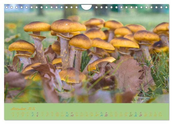 Produktbild: Un automne au Bois (Calendrier mural 2026 DIN A4 vertical), CALVENDO calendrier mensuel