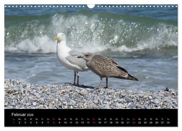 Produktbild: Hochseeeinsel Helgoland (Wandkalender 2026 DIN A3 quer), CALVENDO Monatskalender