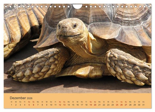 Produktbild: Landschildkr&ouml;ten (Wandkalender 2026 DIN A4 quer), CALVENDO Monatskalender