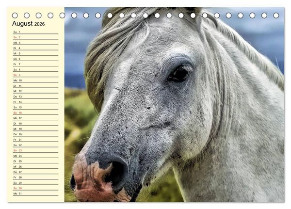 Produktbild: Wilde Pferde. Mustangs in USA (Tischkalender 2026 DIN A5 quer), CALVENDO Monatskalender