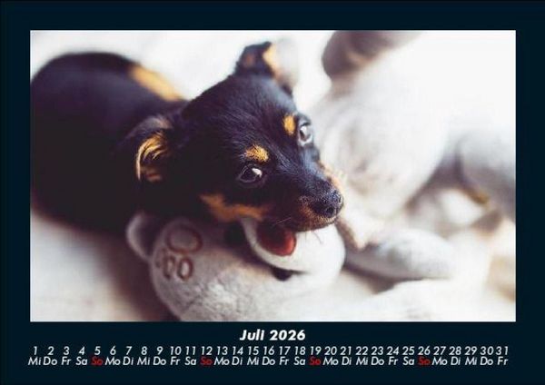Produktbild: Welpen 2026 Fotokalender DIN A5