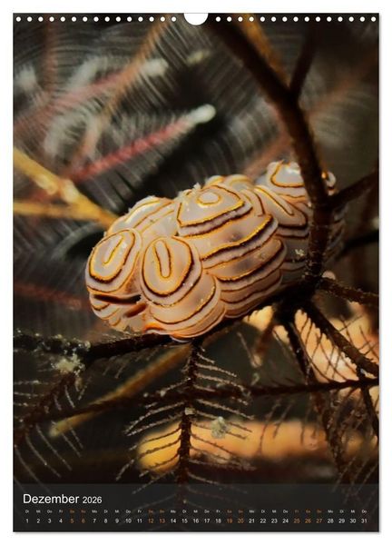 Produktbild: Nudibranches Meeresnacktschnecken aus Nord-Sulawesi (Wandkalender 2026 DIN A3 hoch), CALVENDO Monatskalender