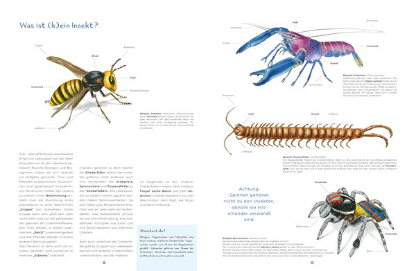 Produktbild: Insekten - Kleine Lebewesen, gro&szlig;e Vielfalt