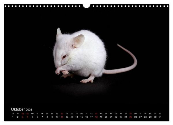 Produktbild: S&uuml;&szlig;e M&auml;use und Coole Ratten (Wandkalender 2026 DIN A3 quer), CALVENDO Monatskalender