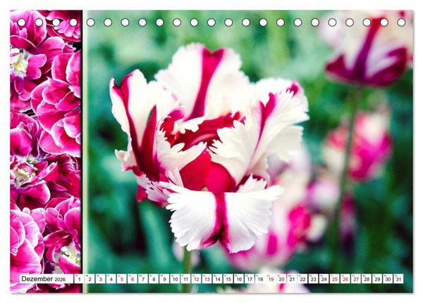 Produktbild: Tulpen - kunterbunte Collagen (Tischkalender 2026 DIN A5 quer), CALVENDO Monatskalender
