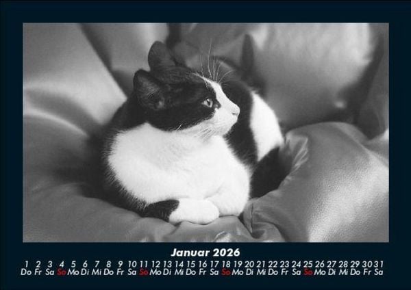 Produktbild: F&uuml;r Katzenfreunde 2026 Fotokalender DIN A5