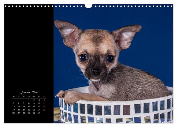 Produktbild: Chihuahua Welpen und Freunde (Wandkalender 2026 DIN A3 quer), CALVENDO Monatskalender